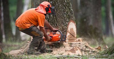 tree removal in Rochester