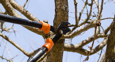 tree pruning in Rochester, NY